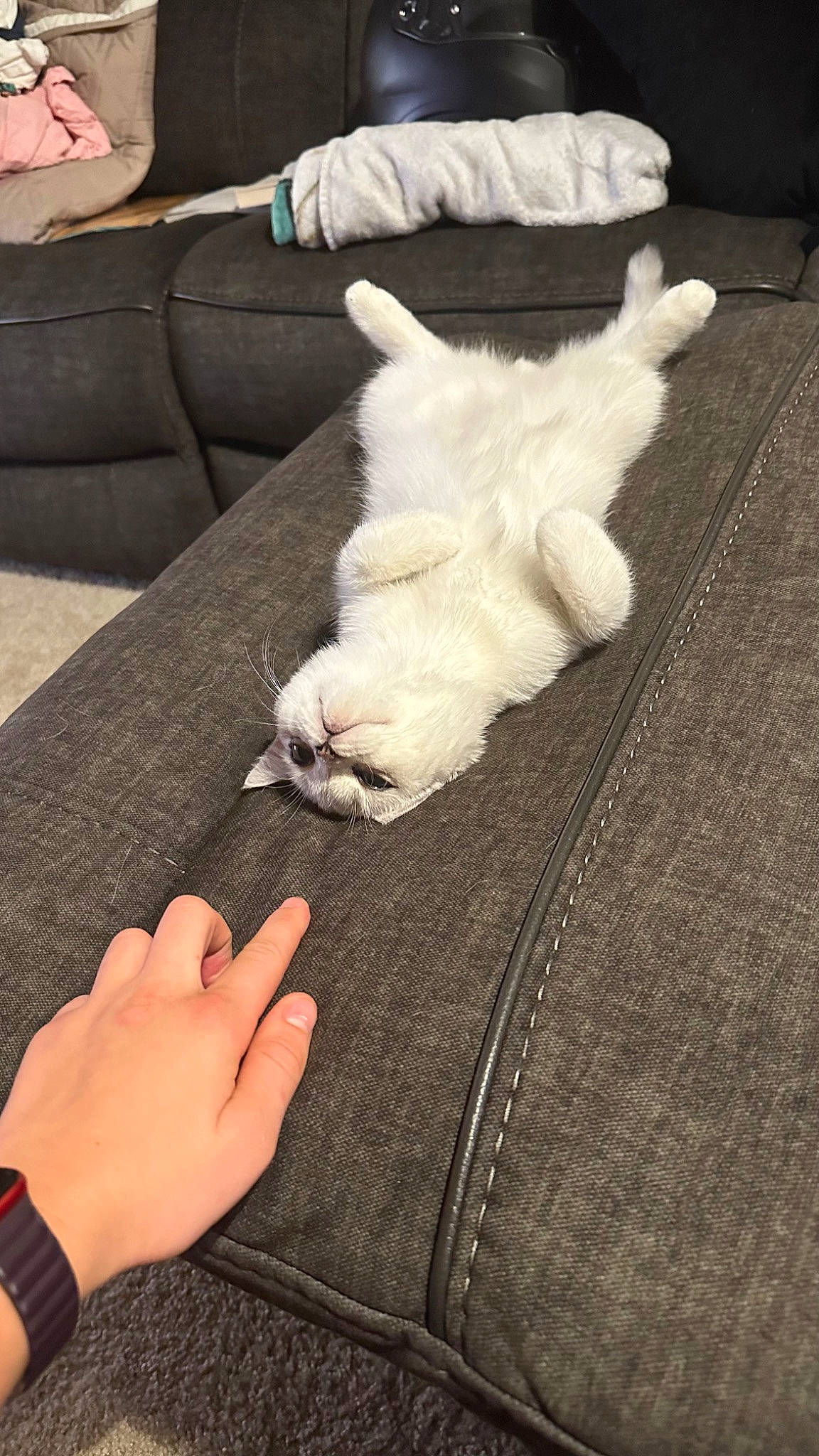 Francois joined the competition — help win amazing prizes! carnivore, cat, comfort, companion_dog, couch, dog_breed, fawn, felidae, finger, flooring, gesture, hardwood, human_leg, leg, nail, paw, small_to_medium_sized_cats, tail, whiskers, wood