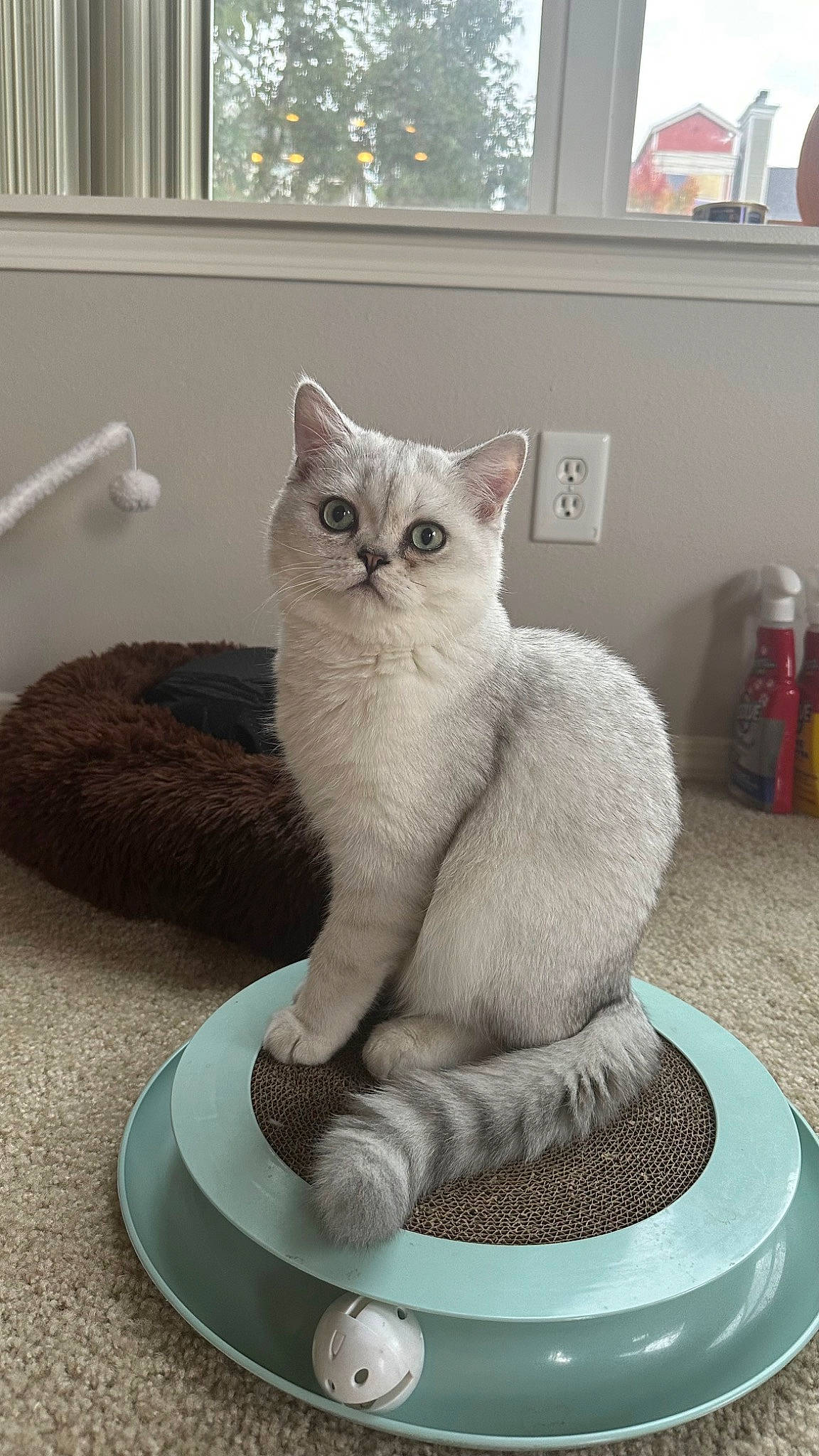 Francois is registered to the contest to win money with this photo: art, carnivore, cat, cat_supply, comfort, domestic_short_haired_cat, felidae, fur, paw, pet_supply, serveware, sitting, small_to_medium_sized_cats, tail, whiskers, white, window, window_blind