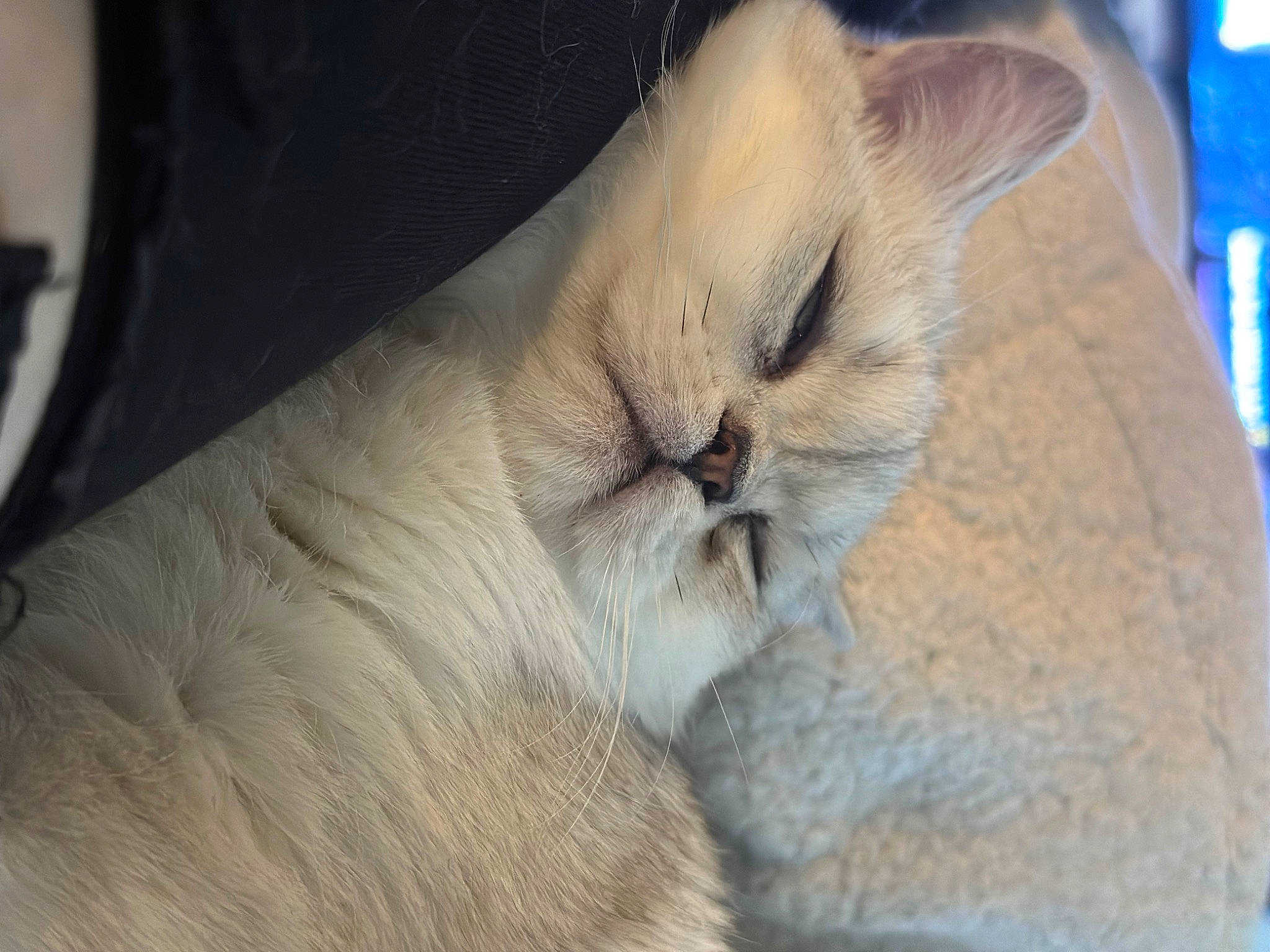 Francois is registered to the contest to win money with this photo: carnivore, cat, claw, comfort, domestic_short_haired_cat, eye, fawn, felidae, fur, nap, paw, sleep, small_to_medium_sized_cats, snout, tail, terrestrial_animal, whiskers, wildlife, wrinkle