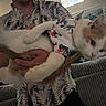 Bob is registered to the contest to win money with this photo: cat, person, indoor, floral_shirt, patterned_shirt, furniture, plant, couch, hand, pet, animal, relaxed, curious, home, casual, holding, white_cat, orange_cat, portrait, domestic