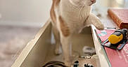 Bob is registered to the contest to win money with this photo: cat, orange_cat, white_cat, drawer, furniture, indoor, curious, paw, tool, cable, book, blurred_background, soft_light, exploring, pet, domestic_animal, home, room, close_up, focus