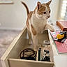 blurred_background, book, cable, cat, close_up, curious, domestic_animal, drawer, exploring, focus, furniture, home, indoor, orange_cat, paw, pet, room, soft_light, tool, white_cat