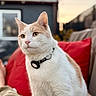 Bob joined the competition — help win amazing prizes! cat, animal, pet, outdoor, sofa, cushion, red, collar, fur, whiskers, portrait, feline, domestic_cat, relaxing, evening, blurred_background, window, home, nature, closeup