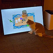 Bob is registered to the contest to win money with this photo: cat, carpet, screen, television, cabinet, indoor, lizard, desk, chair, news, technology, pet, animal, floor, furniture, curious, orange_cat, white_cat, monitor, room