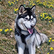Vaïa a rejoint le concours — aidez-le/la à gagner de superbes lots ! animal, black_and_white_fur, blue_sky, canine, daffodils, dog, flower_field, grass, happy, husky, leash, nature, outdoor, pet, scenery, seasonal, sitting, spring, sunny, tongue_out