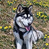 animal, black_and_white_fur, blue_sky, canine, daffodils, dog, flower_field, grass, happy, husky, leash, nature, outdoor, pet, scenery, seasonal, sitting, spring, sunny, tongue_out