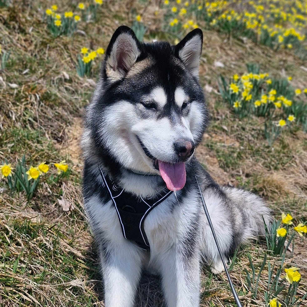 Vaïa a rejoint le concours — aidez-le/la à gagner de superbes lots ! animal, black_and_white_fur, blue_sky, canine, daffodils, dog, flower_field, grass, happy, husky, leash, nature, outdoor, pet, scenery, seasonal, sitting, spring, sunny, tongue_out