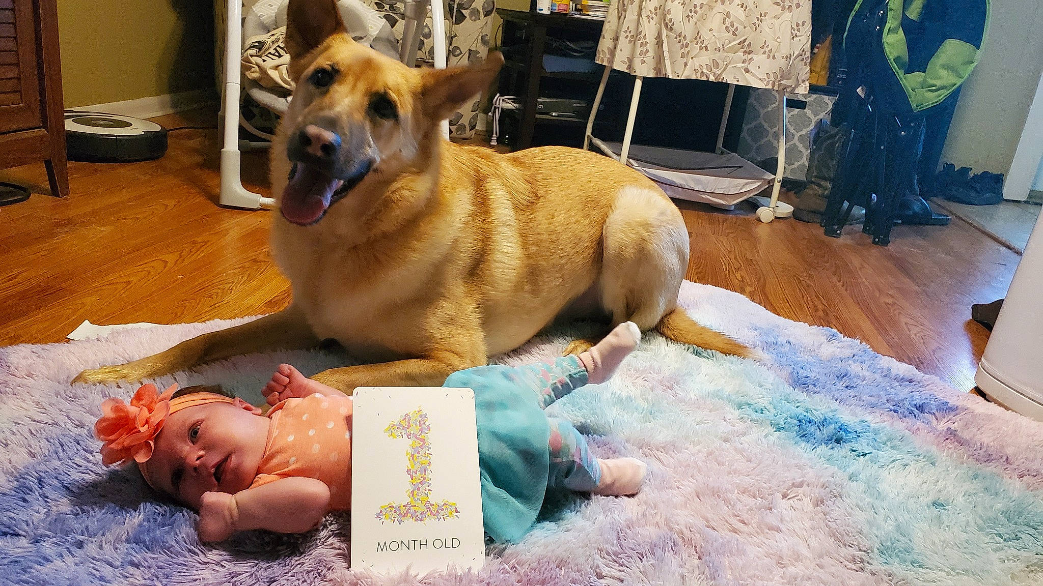 Loki is registered to the contest to win money with this photo: canidae, carnivore, chair, comfort, companion_dog, dog, dog_breed, dog_supply, fawn, flooring, fun, fur, happy, leisure, non_sporting_group, paw, snout, sporting_group, tail, wood