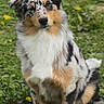 dog, australian_shepherd, grass, flowers, outdoor, pet, animal, sitting, nature, canine, fur, ears, eyes, head_tilt, merle_coat, portrait, greenery, daylight, cute, friendly