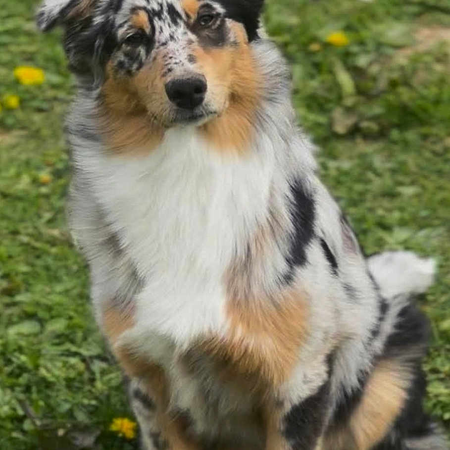 Athena