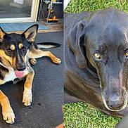 Manny And Meja joined the competition — help win amazing prizes! dog, canine, pet, animal, indoor, outdoor, grass, floor, mat, black_dog, brown_dog, tongue_out, lying_down, ears_up, looking_at_camera, close_up, portrait, collar, sunlight, relaxed