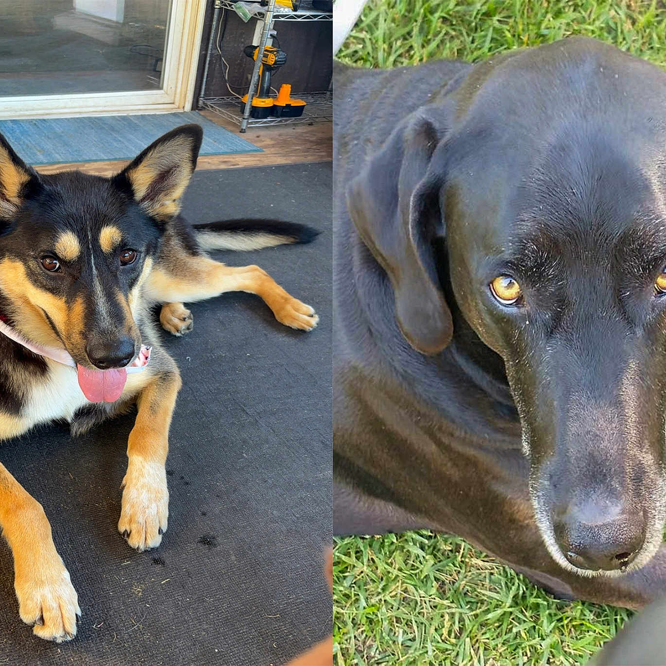 Manny And Meja joined the competition — help win amazing prizes! dog, canine, pet, animal, indoor, outdoor, grass, floor, mat, black_dog, brown_dog, tongue_out, lying_down, ears_up, looking_at_camera, close_up, portrait, collar, sunlight, relaxed