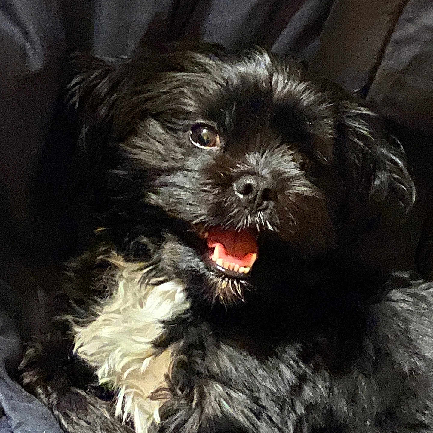 Flossy Mae is registered to the contest to win money with this photo: affenpinscher, animal, bodypart, canine, cockerspaniel, dog, mouth, papillon, person, pet, poodle, puppy, teeth, terrier
