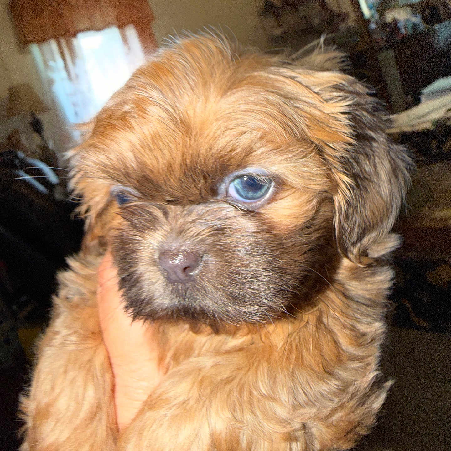 Prissy
