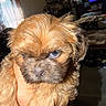 Prissy joined the competition — help win amazing prizes! puppy, dog, brown_fur, blue_eyes, fluffy, indoor, hand, portrait, close_up, cute, pet, animal, fur, expression, small_dog, adorable, light, shadow, face, holding