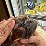 Prissy is registered to the contest to win money with this photo: puppy, dog, brown_fur, blue_eyes, hands, close_up, window, indoor, petting, cute, young, animal, face, fur, nose, person, affection, domestic_animal, looking_up, gentle