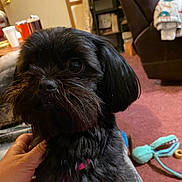 Little Bit is registered to the contest to win money with this photo: beard, black_dog, carpet, closeup, couch, cozy, cute, dog, domestic_animal, fur, furniture, hand, home, indoor, lamp, living_room, pet, shiny_eyes, small_dog, toy