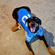 Maximilian is registered to the contest to win money with this photo: dog, doberman, sports_jersey, blue_jersey, carpet, indoor, pet, happy, toy, football_toy, playful, smiling, lying_down, animal, canine, fur, ears, mouth_open, tongue, paw