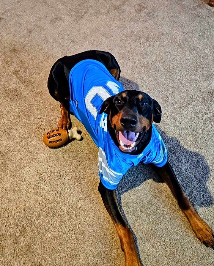 Maximilian is registered to the contest to win money with this photo: dog, doberman, sports_jersey, blue_jersey, carpet, indoor, pet, happy, toy, football_toy, playful, smiling, lying_down, animal, canine, fur, ears, mouth_open, tongue, paw