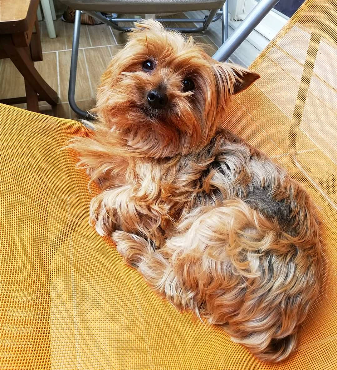 Hélia participe au concours pour gagner de l'argent avec cette photo : canidae, carnivore, chair, companion_dog, dog, dog_breed, dog_supply, fashion_accessory, fawn, flooring, fur, liver, small_terrier, snout, sporting_group, terrier, toy_dog, wood, working_animal, yorkipoo