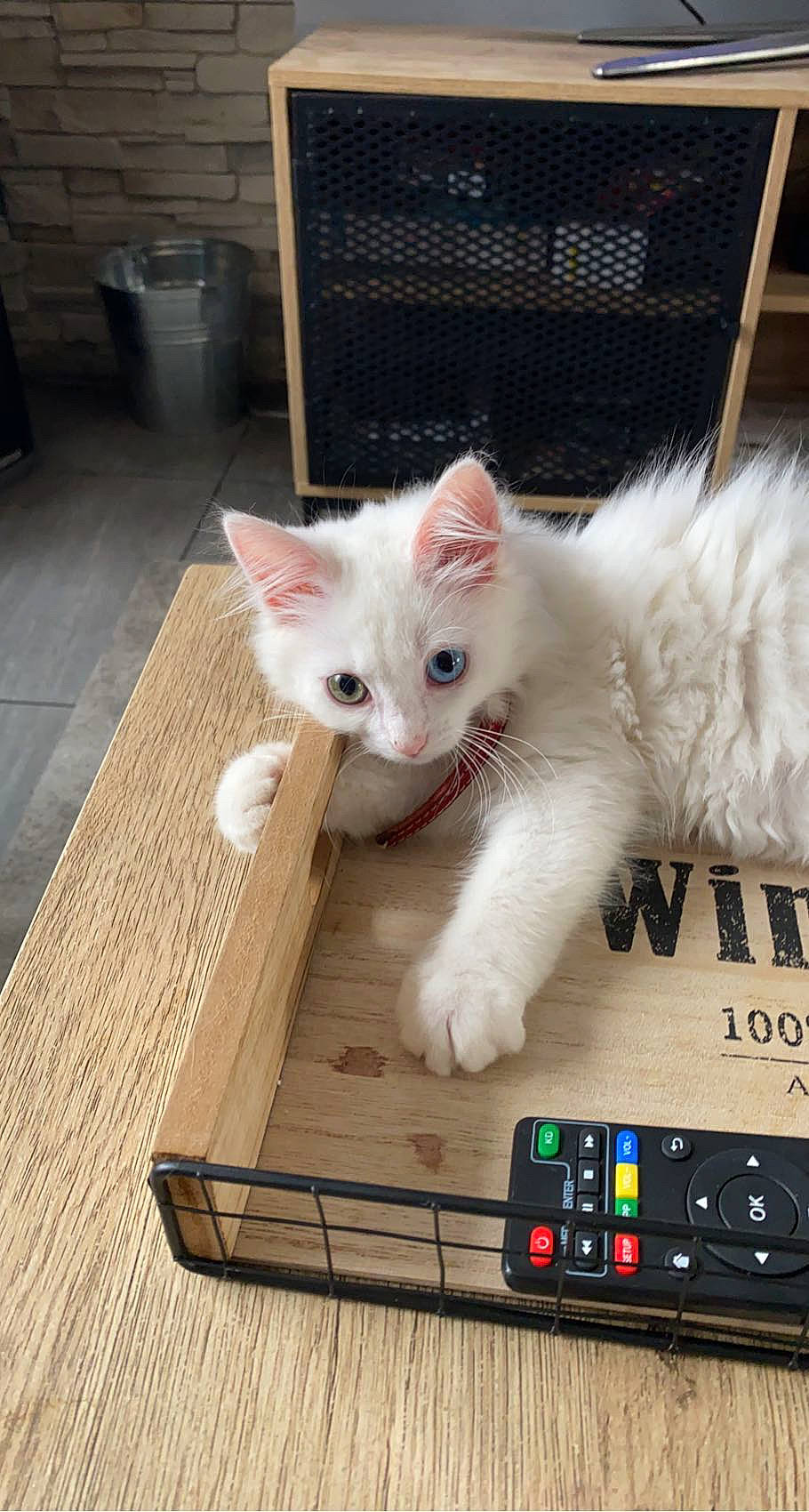Chopper participe au concours pour gagner de l'argent avec cette photo : barrel, box, carnivore, cat, claw, domestic_short_haired_cat, fawn, felidae, flooring, foot, fur, gadget, hardwood, home_appliance, paw, remote_control, small_to_medium_sized_cats, tail, whiskers, wood