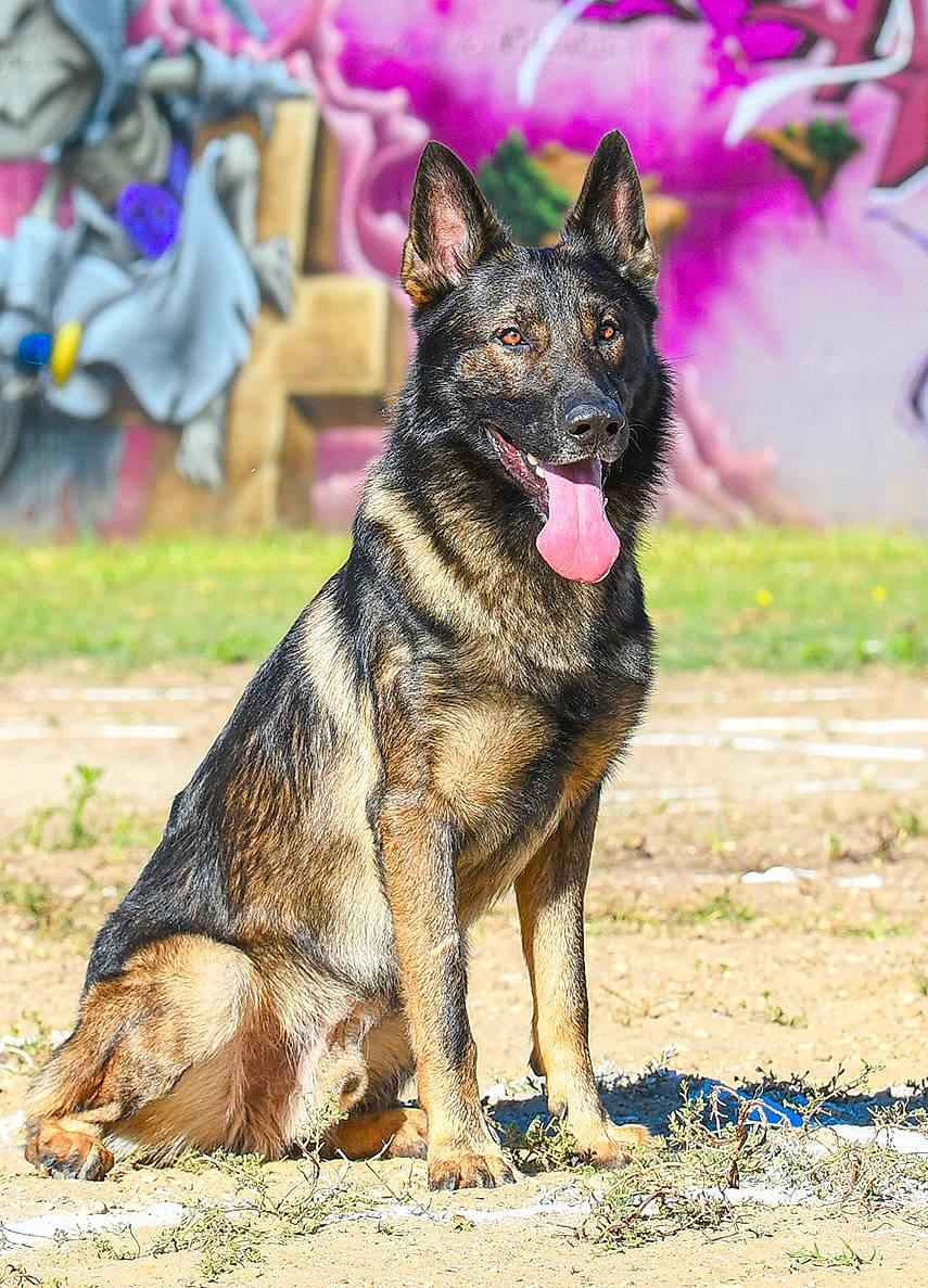 Mako a rejoint le concours — aidez-le/la à gagner de superbes lots ! biting, canidae, carnivore, dog, dog_breed, dog_supply, east_european_shepherd, german_shepherd_dog, guard_dog, herding_dog, king_shepherd, old_german_shepherd_dog, snout, sporting_group, terrestrial_animal, working_animal, working_dog