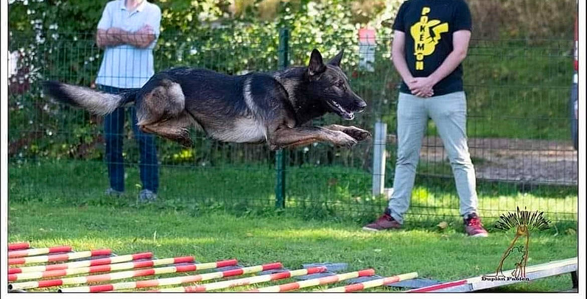 Mako participe au concours pour gagner de l'argent avec cette photo : animal_sports, canidae, carnivore, companion_dog, dog, dog_breed, dog_sports, giant_dog_breed, grass, guard_dog, herding_dog, lawn, leash, leisure, pack_animal, plant, recreation, shorts, tail, working_animal