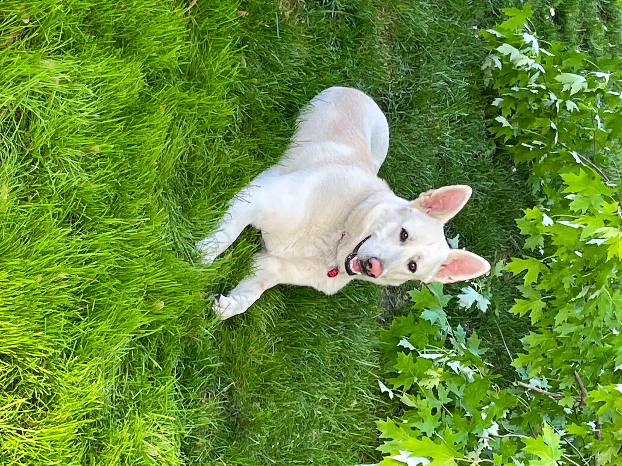 Ghost joined the competition — help win amazing prizes! canidae, carnivore, companion_dog, dog, dog_breed, fawn, felidae, grass, grass_family, grassland, groundcover, lawn, plant, shrub, snout, sporting_group, tail, terrestrial_animal, tree, working_animal
