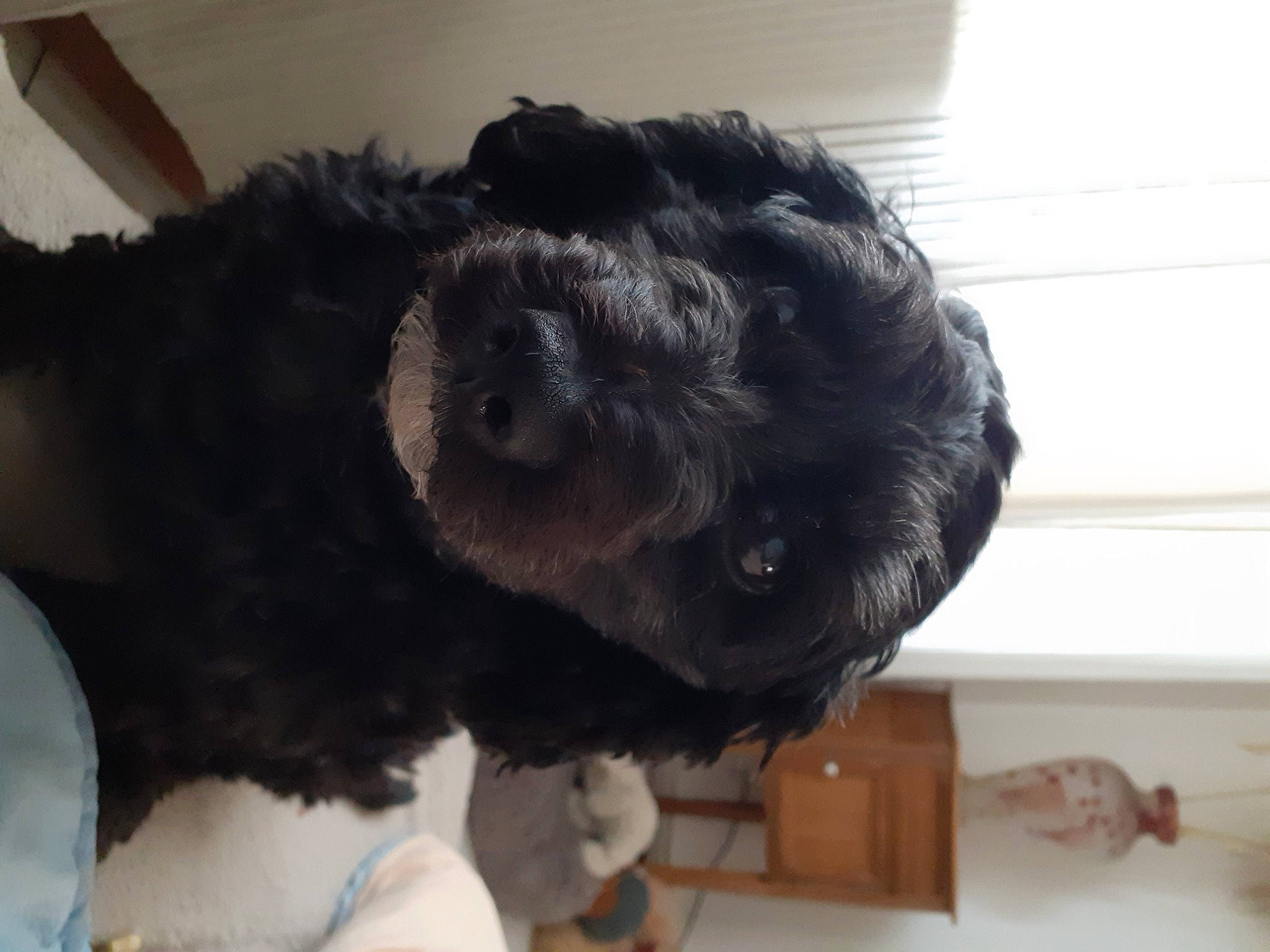 Xena a rejoint le concours — aidez-le/la à gagner de superbes lots ! canidae, carnivore, comfort, companion_dog, dog, dog_breed, fur, labradoodle, mammal, non_sporting_group, puppy, snout, sporting_group, tail, terrier, toy, toy_dog, water_dog, working_animal, yorkipoo