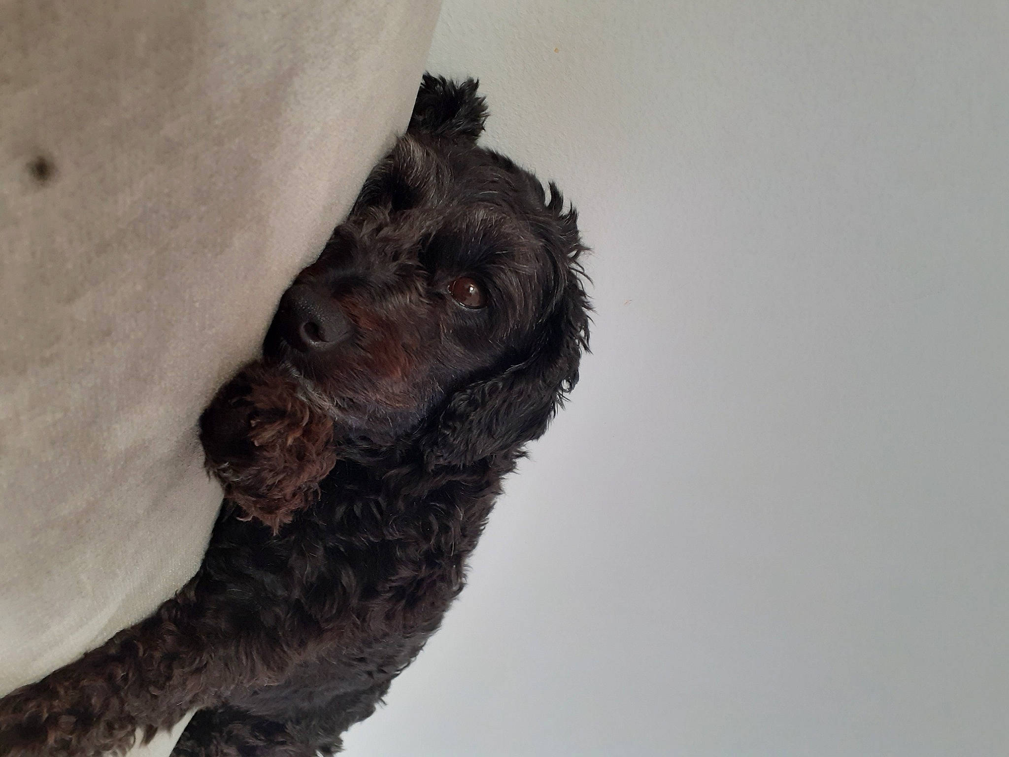 Xena a rejoint le concours — aidez-le/la à gagner de superbes lots ! canidae, carnivore, dog, dog_breed, event, freezing, fur, liver, non_sporting_group, sky, snow, spaniel, sporting_group, terrestrial_animal, whiskers, winter, working_animal