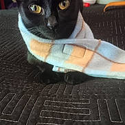 Abram is registered to the contest to win money with this photo: animal, background, black_cat, blanket, bowl, cat, cozy, ears, eyes, fabric, feline, hands, home, indoor, person, pet, resting, table, texture, whiskers