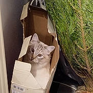 Plume participe au concours pour gagner de l'argent avec cette photo : animal, bag, box, cardboard, carton, cat, conifer, herbal, indoors, jar, kitten, manx, pet, plant, planter, pottedplant, pottery, tree, vase, wood