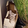 animal, bag, box, cardboard, carton, cat, conifer, herbal, indoors, jar, kitten, manx, pet, plant, planter, pottedplant, pottery, tree, vase, wood