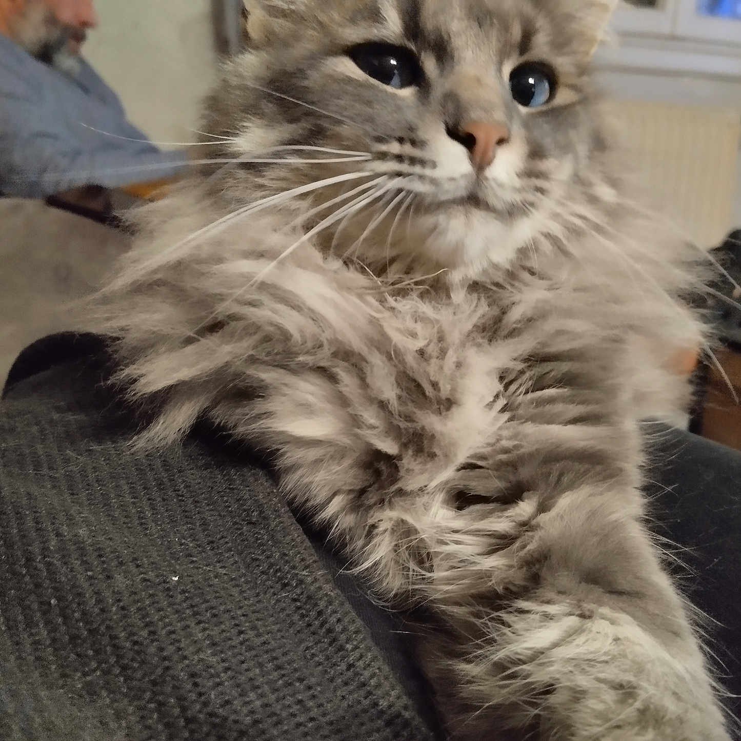 Aïko