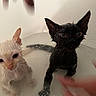 wet, kitten, cat, bath, water, small, black_cat, white_cat, ears, whiskers, cute, confused, indoor, pet, animal, feline, closeup, hand, blur, sitting