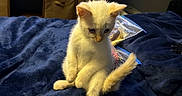 Downey joined the competition — help win amazing prizes! kitten, cat, white_fur, sitting, blue_blanket, indoor, pet, cute, young_animal, feline, fur, domestic_animal, cozy, shelf, household_items, soft_texture, animal_posture, small_animal, curious, home