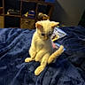 kitten, cat, white_fur, sitting, blue_blanket, indoor, pet, cute, young_animal, feline, fur, domestic_animal, cozy, shelf, household_items, soft_texture, animal_posture, small_animal, curious, home