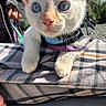kitten, cat, blue_eyes, white_fur, close_up, pet, harness, leash, plaid, fabric, outdoor, sunlight, whiskers, paw, cute, animal, young, domestic_cat, face, feline