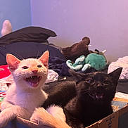 Downey joined the competition — help win amazing prizes! kitten, cat, box, indoor, pet, playful, cute, feline, animal, whiskers, fur, two_kittens, cardboard_box, meowing, cozy, plush_toy, blanket, bedroom, young_animal, domestic