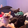 kitten, cat, box, indoor, pet, playful, cute, feline, animal, whiskers, fur, two_kittens, cardboard_box, meowing, cozy, plush_toy, blanket, bedroom, young_animal, domestic
