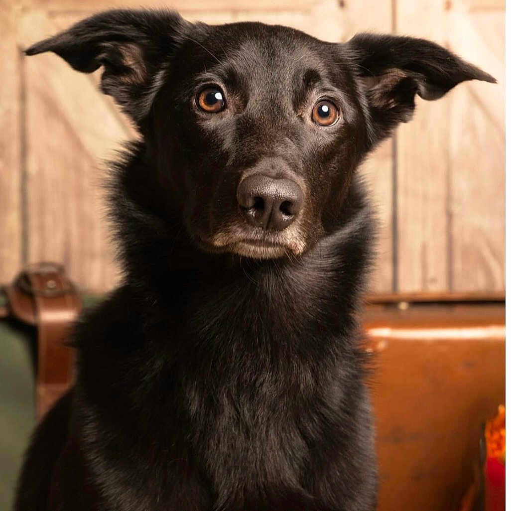 Rownie participe au concours pour gagner de l'argent avec cette photo : alert, animal, black_dog, brown_eyes, canine, closeup, companion, dog, domestic_animal, ears, fur, fur_texture, indoor, looking, muzzle, pet, portrait, sitting, whiskers, wooden_background