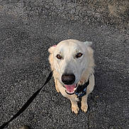 Thor is registered to the contest to win money with this photo: asphalt, canine, closeup, collar, cracked_surface, daylight, dog, footwear, happy, leash, light_coat, looking_up, outdoor, pavement, paw, pet, shoe, sitting, smiling, tongue