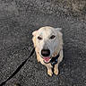 asphalt, canine, closeup, collar, cracked_surface, daylight, dog, footwear, happy, leash, light_coat, looking_up, outdoor, pavement, paw, pet, shoe, sitting, smiling, tongue