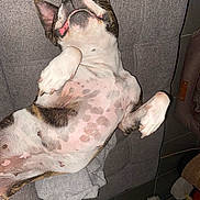 Rana a rejoint le concours — aidez-le/la à gagner de superbes lots ! dog, lying_down, couch, indoor, pet, relaxed, spotted_fur, belly_up, canine, sleeping, domestic_animal, comfortable, fur, paw, ear, nose, mouth, pink_skin, animal, resting