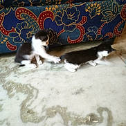 Chintu And Bily is registered to the contest to win money with this photo: kitten, cat, black_and_white, playing, marble_floor, couch, patterned_furniture, indoor, pets, animal, young, feline, cute, small, fur, whiskers, tail, floor, two, interaction
