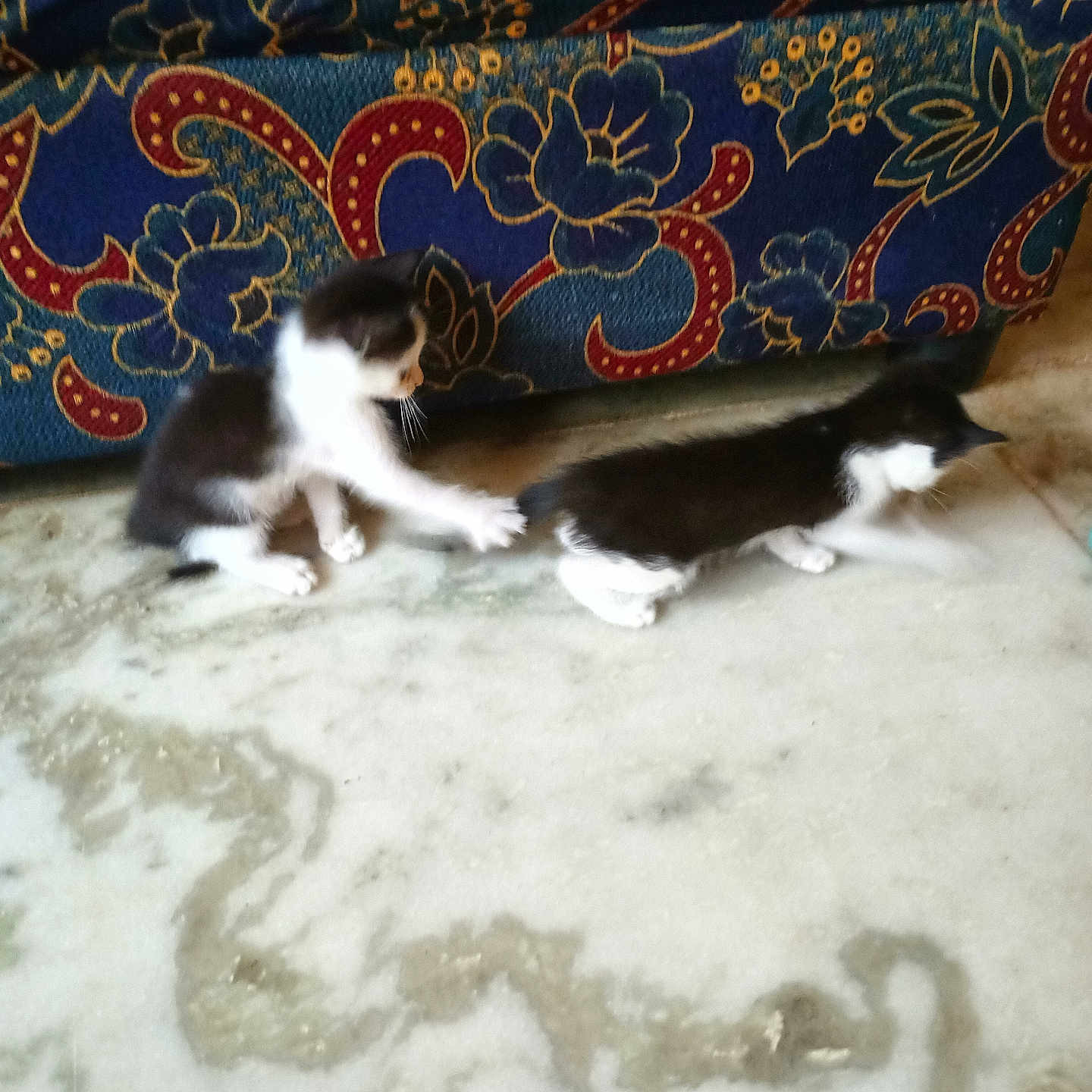 Chintu And Bily is registered to the contest to win money with this photo: animal, black_and_white, cat, couch, cute, feline, floor, fur, indoor, interaction, kitten, marble_floor, patterned_furniture, pets, playing, small, tail, two, whiskers, young