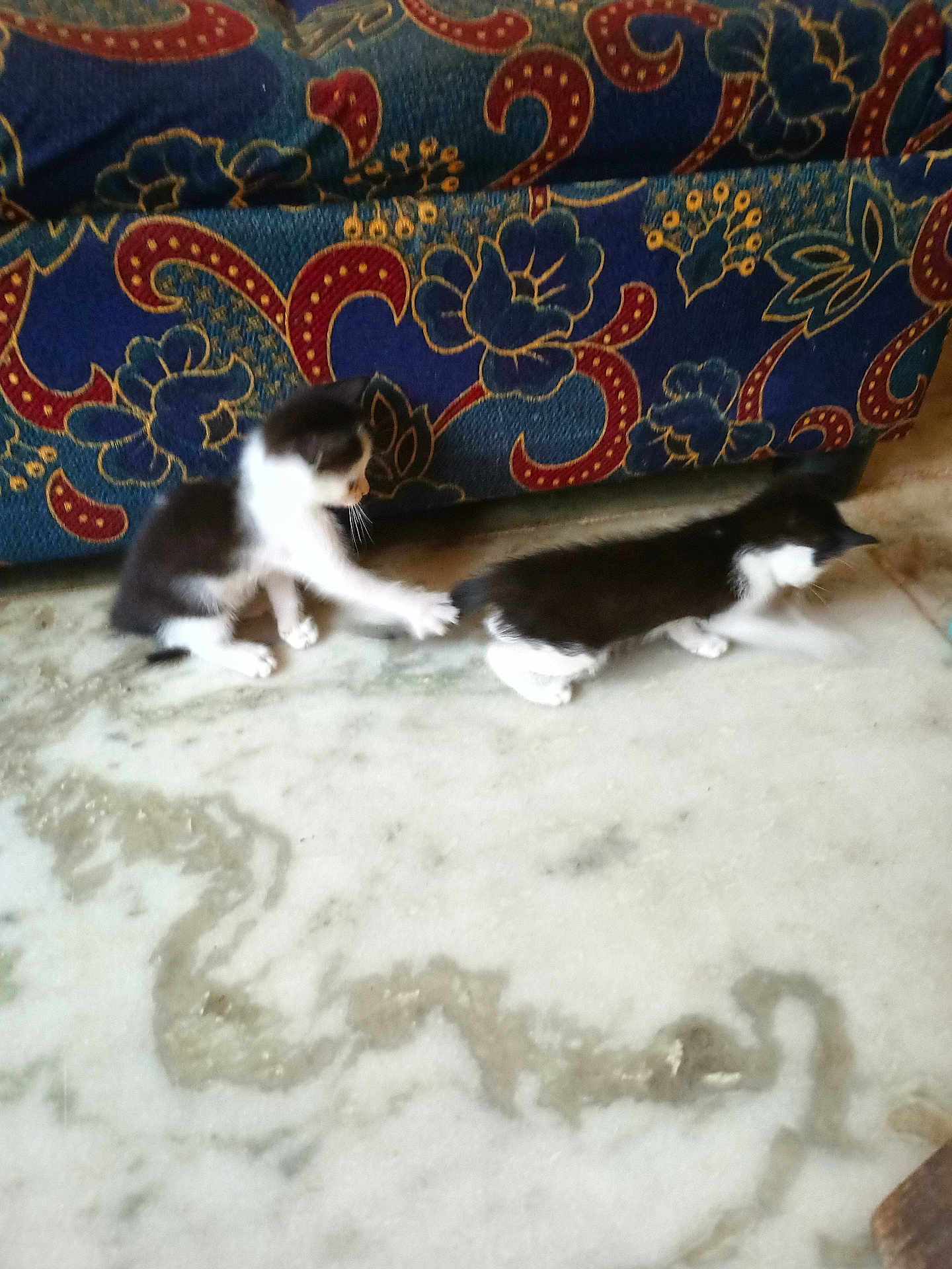 Chintu And Bily is registered to the contest to win money with this photo: kitten, cat, black_and_white, playing, marble_floor, couch, patterned_furniture, indoor, pets, animal, young, feline, cute, small, fur, whiskers, tail, floor, two, interaction