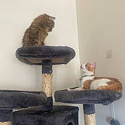 Jasper joined the competition — help win amazing prizes! animal, cat, cat_tree, collar, feline, fur, household, indoor, looking, orange_cat, perched, pet, platform, relaxed, resting, scratching_post, tabby_cat, toy, wall, white_cat