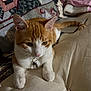 Jasper is registered to the contest to win money with this photo: animal, blanket, cat, closeup, collar, comfortable, curious, cushion, feline, fur, home, indoor, laptop, orange_cat, pet, relaxed, resting, soft_light, whiskers, white_cat