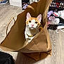 Jasper joined the competition — help win amazing prizes! bag_handle, brown, cat, close_up, collar, curious, domestic, feline, floor, flooring, household_items, indoor, kitten, looking_up, orange_and_white, paper_bag, pet, playful, wide_eyes, wooden_floor